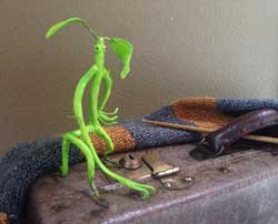 Picket The Bowtruckle